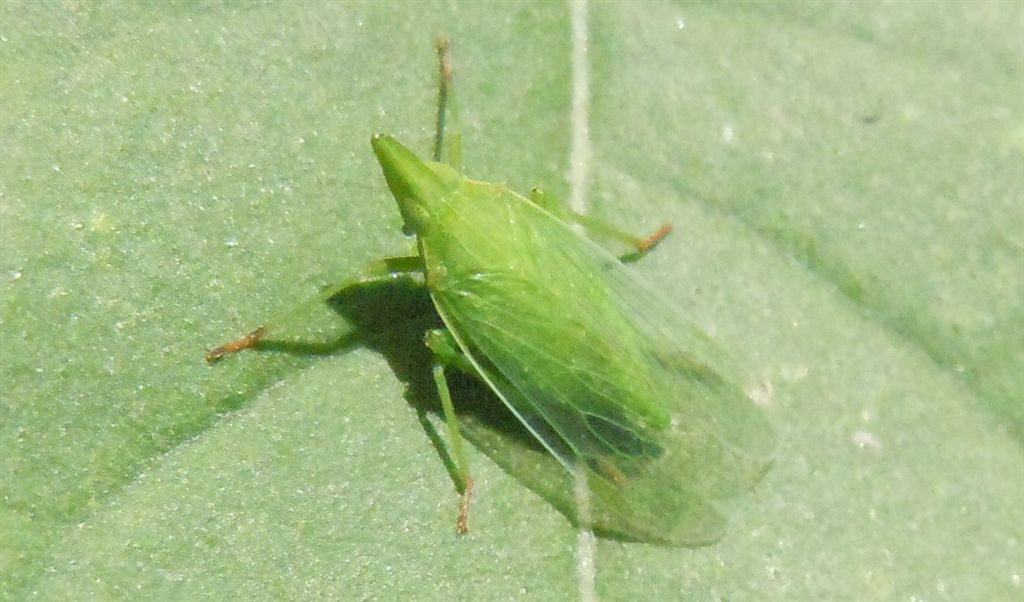 Dictyophara europaea? S